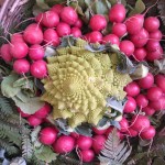 A relative of broccoli, surrounded by radishes