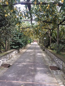 A public garden in the middle of the city--filled with lemon trees