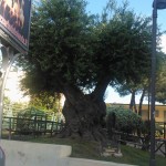 A 300-year old olive tree in Gragnono, Italy