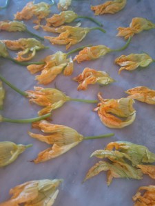 Zucchini Flowers 1
