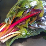 Rainbow swiss chard